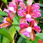 Cattleya leopoldii